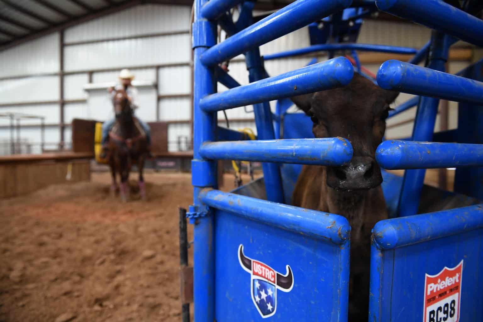 Roping Calves 101